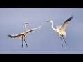1081 - dancing egrets - TOFT David - england